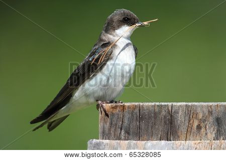 Tree Swallow On A Nest Box