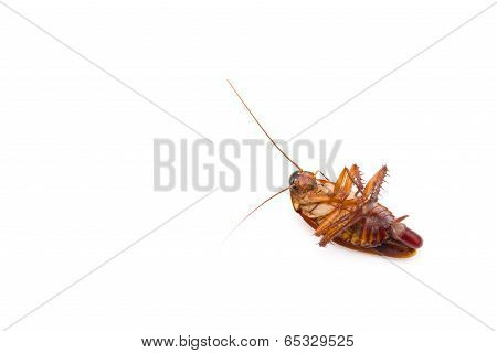 Cockroach Lying With Egg In Bottom On White
