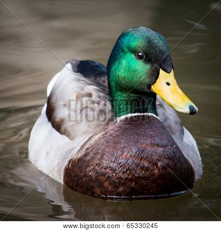 Mallard