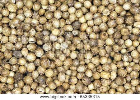 Coriander Corns
