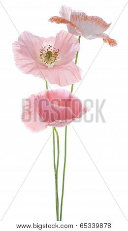 Poppy