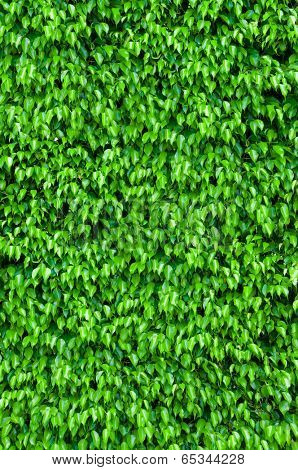 Natural leaf background - ficus shrubs