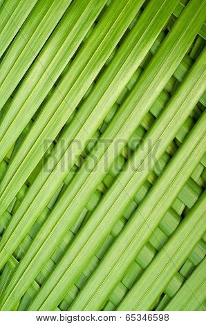 Reed palm leaves - Chamaedorea seifrizii