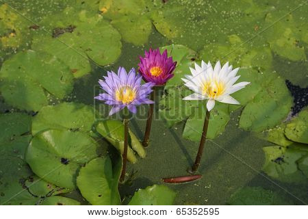 Lotus Blossoms Or Water Lily Flowers Blooming On Pond