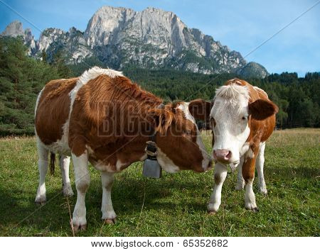 Two young Simmentaler dairy cows on a pasture.