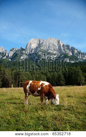 A young Simmentaler dairy cow on a pasture grazing.