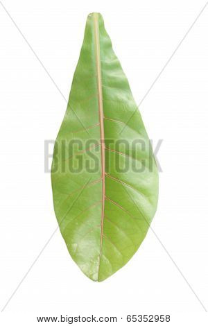 Green Leaf Isolated On White With Clipping Path