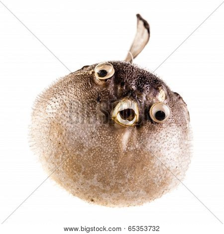 Puffer Fish