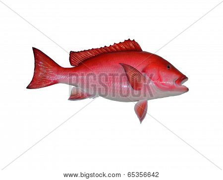 Red Snapper Fish