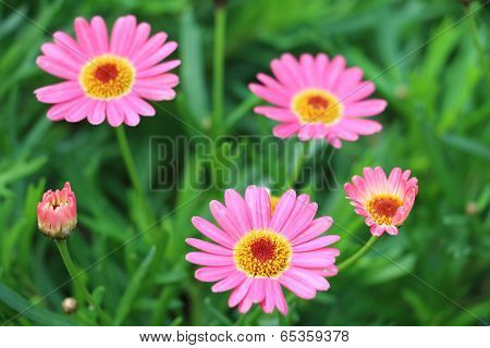 Daisy flowers display blooming and budding