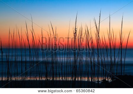 Dune Grass Dawn
