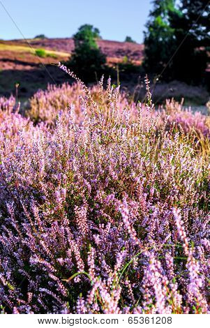 Heather In Bloom