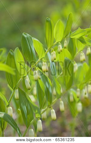 Polygonatum Odoratum
