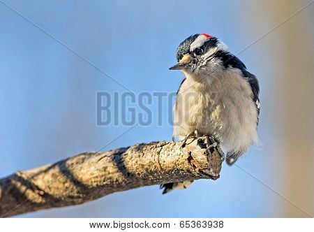 Male Downy Woodpecker On Limb