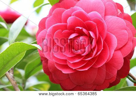 Camelia flower