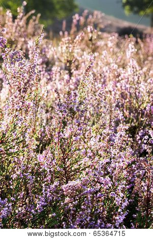 Heather In Bloom