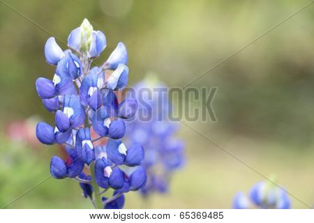 Lupine flowers