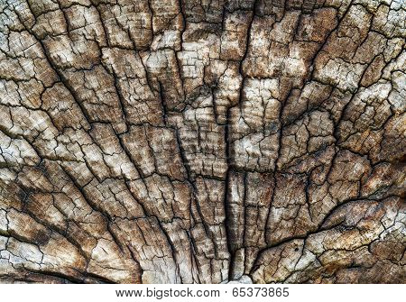 Old Log Texture