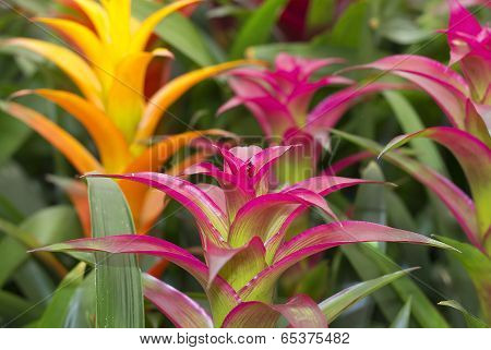 Colored Bromeliads Flowers