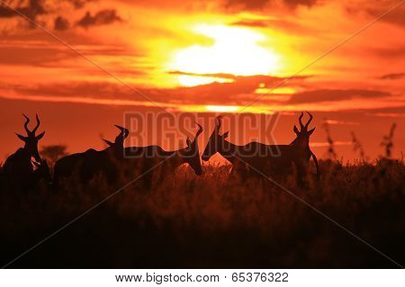 Red Hartebeest - Wildlife Background from Africa - Sunset Gold and Wonderful Beauty