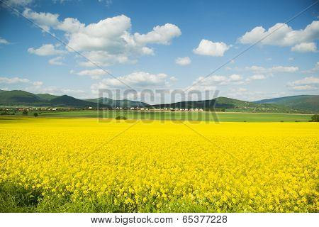 Canola field