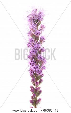 Spicatum violet flower