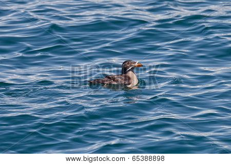 Swimming Rhinoceros Auklet