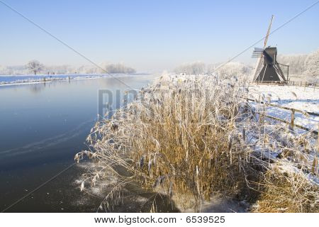 Holland congelé
