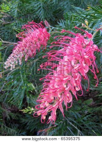grevillea flower