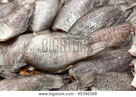 Salted Gourami Fish