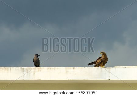 Crow and Eagle looking on each other