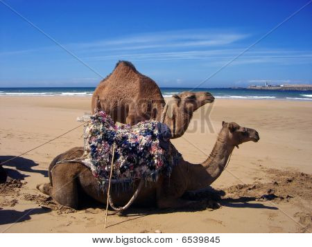 Two Camel in the Desert