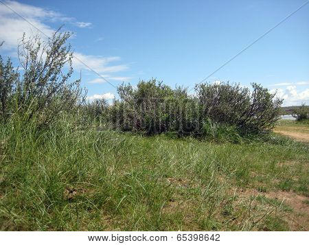 shrubberies and herbs in tuvinian steppe