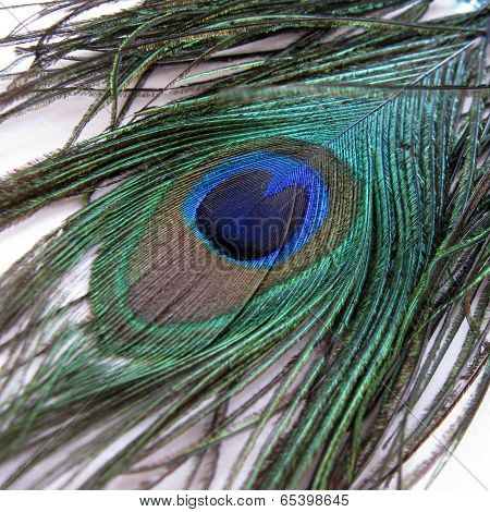 feather of the peacock on white background close-up