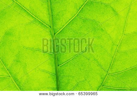 Fresh dreen leaf texture macro close-up