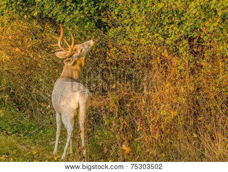 Piebald Whitetail Deer Buck