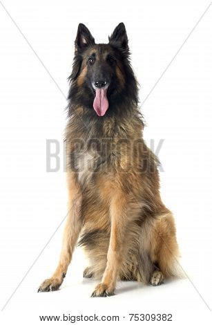 Belgian Shepherd Tervueren