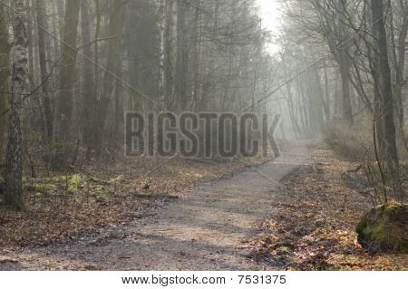 Fog In The Forest.
