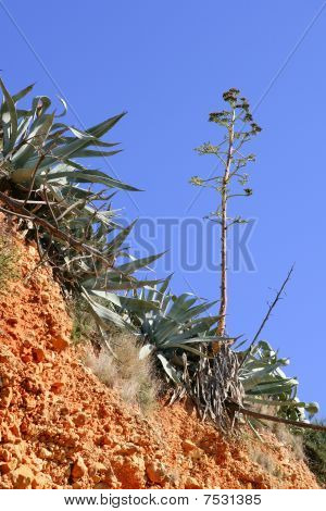 Agave plant in Mediterranean mountain outdoor