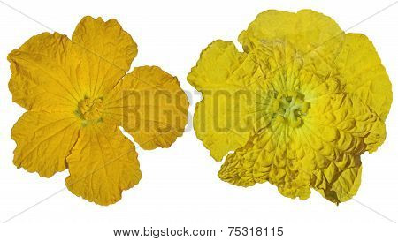 Luffa Flowers