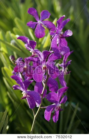 Wild Orchid.