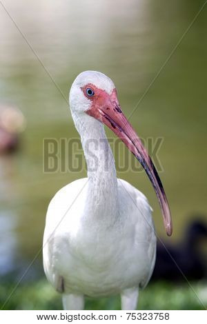 White Ibis Bird