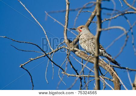 Northern Flicker Perched In A Tree