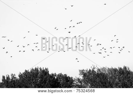 Flock Of Ducks Silhouetted Against A White Background