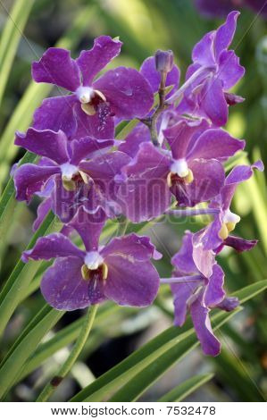 Wild Orchid.