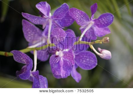 Wild Orchid.