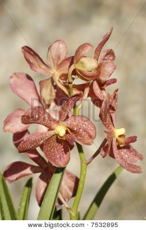 Wild Orchid