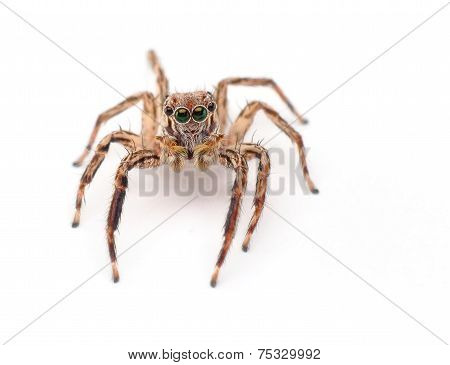 Jumping spider