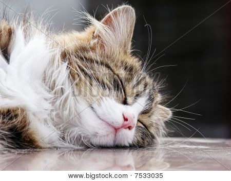 Kedi