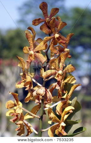 Wild Orchid